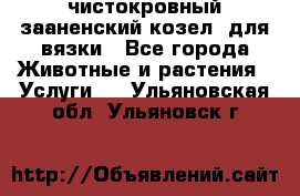 чистокровный зааненский козел  для вязки - Все города Животные и растения » Услуги   . Ульяновская обл.,Ульяновск г.